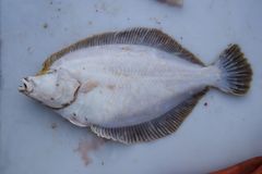 Lepidopsetta polyxystra
