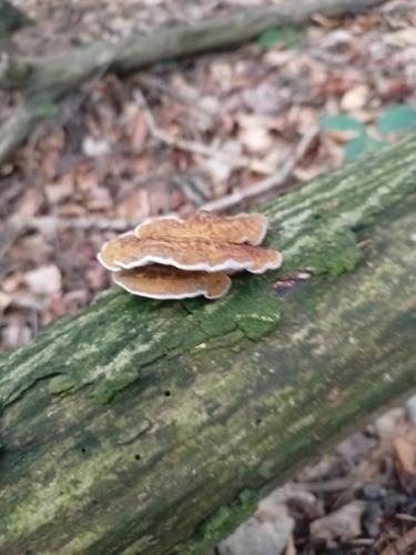 Thin-walled Maze Polypore