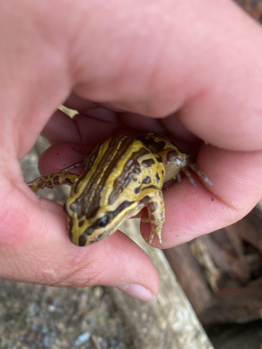 Striped Marsh Frog