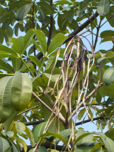 Alstonia macrophylla
