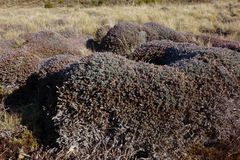 Dracophyllum prostratum