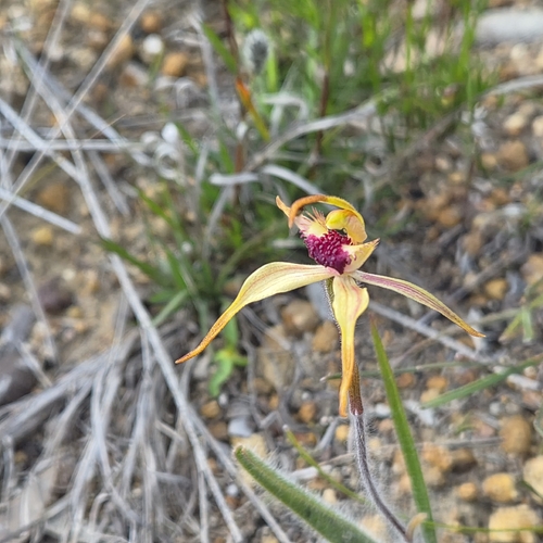 clubbed spider orchid