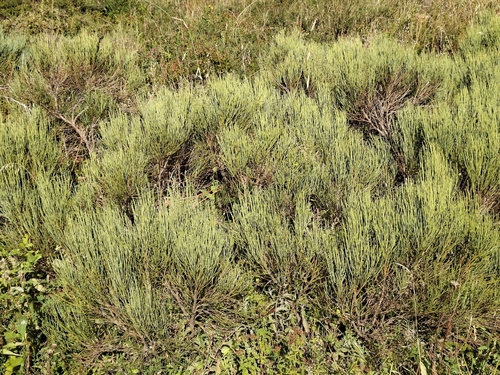 Cytisus oromediterraneus, photograph 4