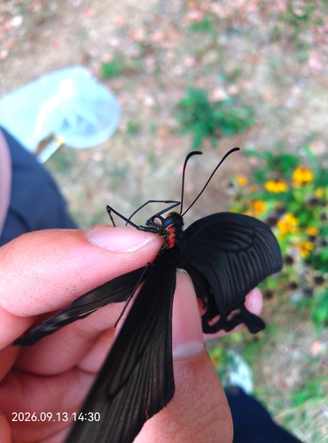 Common Rose Swallowtail