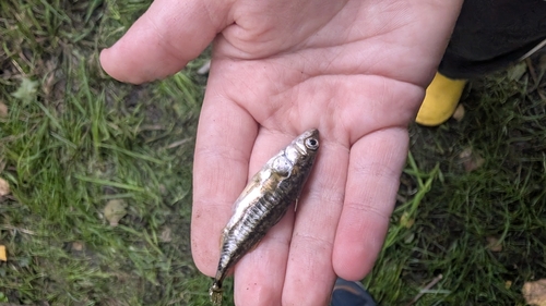 Threespine Stickleback