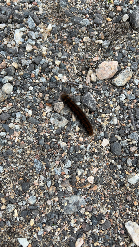 Fox Moth