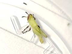 Aptenopedes sphenarioides