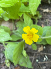 author not stated, no rights reserved Erythranthe ptilota, photograph author not stated, no rights reserved