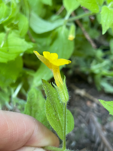 Erythranthe ptilota, photograph 3