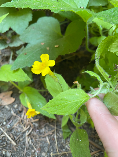 Erythranthe ptilota