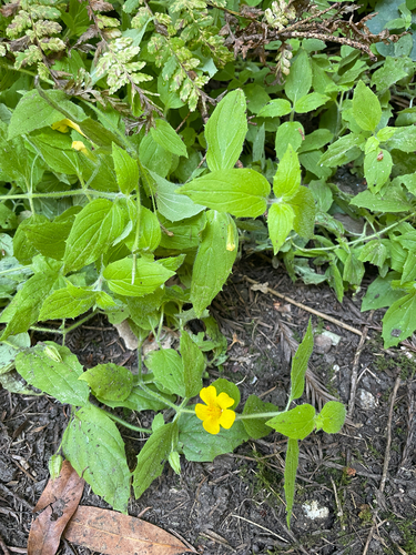 Erythranthe ptilota, photograph 4
