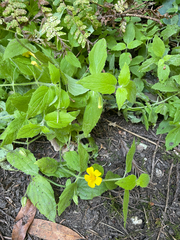 author not stated, no rights reserved Erythranthe ptilota, photograph author not stated, no rights reserved
