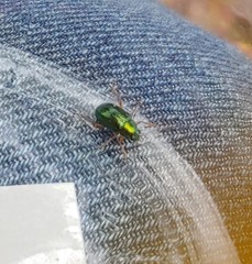Colaspis favosa
