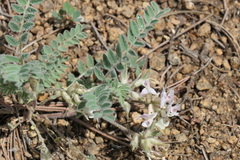 Astragalus parryi