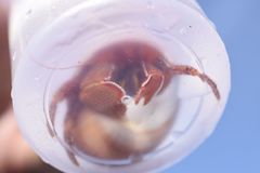 Elassochirus tenuimanus