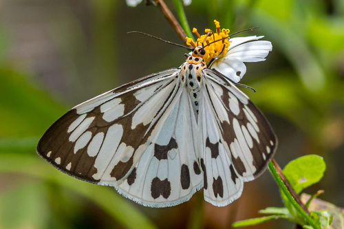 Marbled White Moth