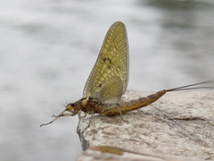 Ephemera vulgata