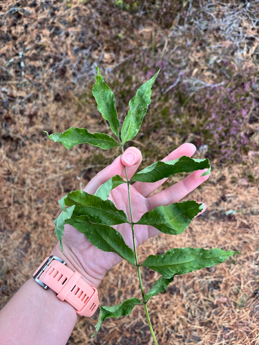 European ash