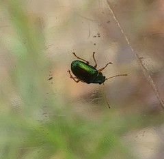 Colaspis favosa