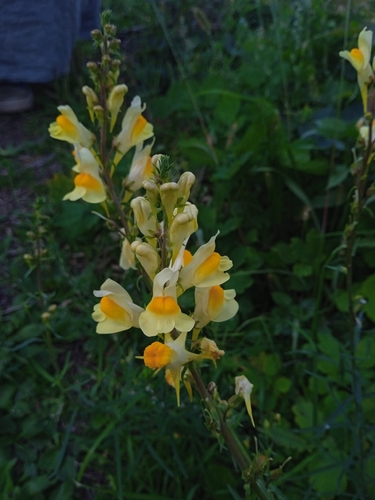 common toadflax