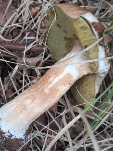 King Bolete