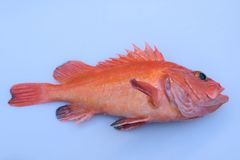 Sebastes ruberrimus