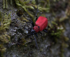 Pyrochroa coccinea