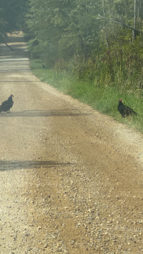 Turkey Vulture