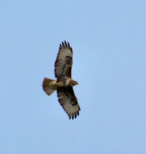 Common Buzzard