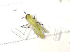 Aptenopedes sphenarioides