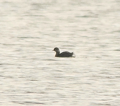 Eared Grebe