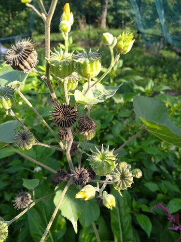velvetleaf