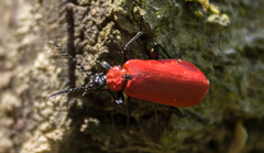 Pyrochroa coccinea