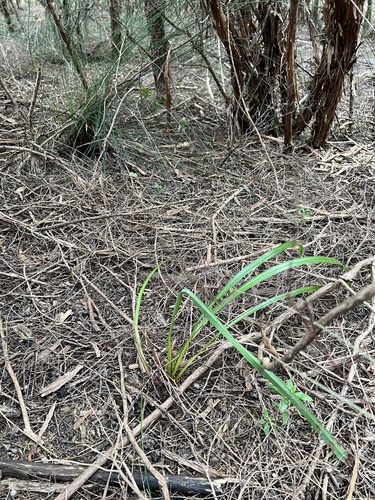 Dianella nigra, photograph 6