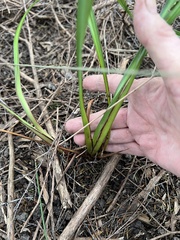 Dianella nigra, photograph author not stated, no rights reserved