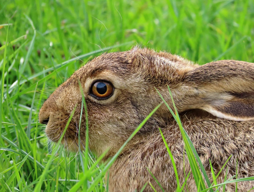 Brown Hare