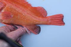 Sebastes ruberrimus