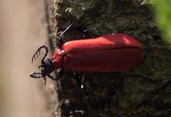 Pyrochroa coccinea