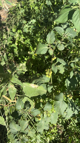 black nightshade