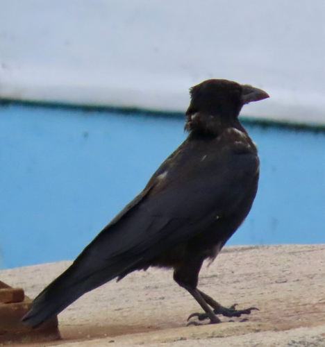 Carrion Crow