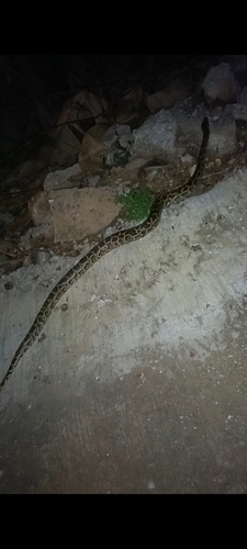 Burmese Python