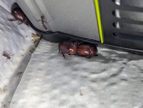 Carrot Beetle photo 6