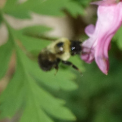 Bombus bimaculatus