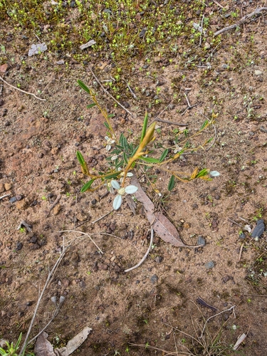 Spyridium vexilliferum, photograph 3