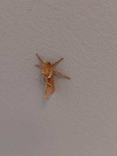 Orange Swift