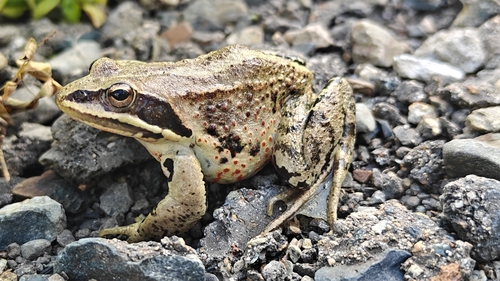 Siberian Wood Frog