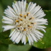 False Daisy - Photo (c) 106611639464075912591, some rights reserved (CC BY-NC-SA), uploaded by Jonathan Hiew