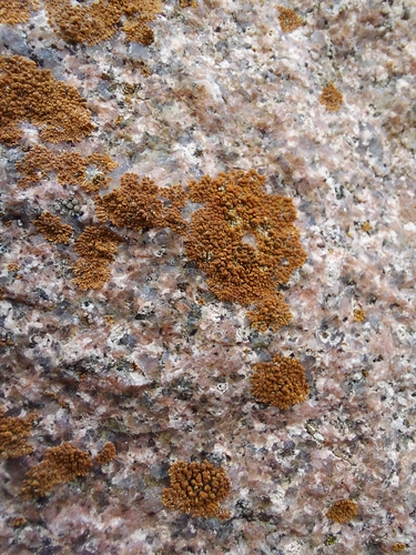 Rock Jewel Lichen