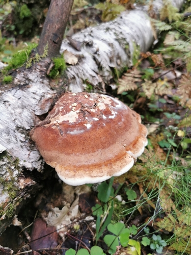 birch polypore