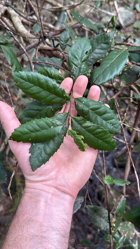 Elaeocarpus holopetalus observed 2026-09-13